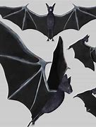 Image result for Bat 3D Shape
