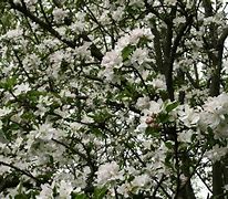 Image result for Small Apple Tree