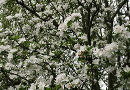 Image result for Apple Tree Forest