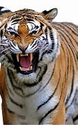 Image result for Sunderban Tiger Attacks