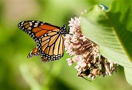 Image result for Native Plants Chesapeake Bay