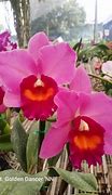 Image result for Orchids for Sale near me