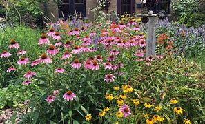 Image result for Summer Garden Plants Wisconsin