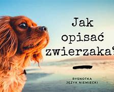 Image result for co_oznacza_zwierki