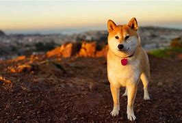Image result for Shiba Inu Aesthetic