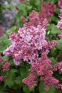 Image result for Syringa PINKTINI