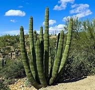 Image result for Tucson Arizona Tourist Attractions