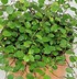 Image result for Muehlenbeckia complexa Pink Camouflage