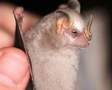Image result for Pygmy Bat