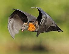 Image result for Bat Animal HD