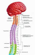 Image result for Spinal Cord Homunculus