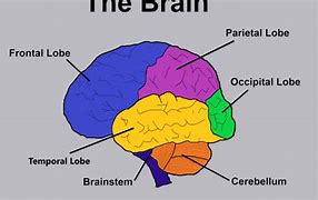Image result for Functions of Brain Khan Academy