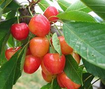 Image result for Prunus avium Bigarreau Helshoven