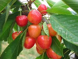 Image result for Prunus avium Bigarreau van Zepperen