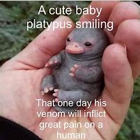 Image result for Platypus Meme