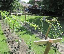 Image result for Grape Vine Spacing