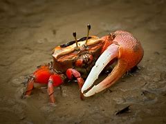 Image result for Crabs