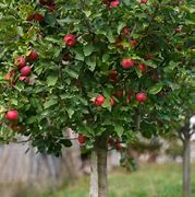 Image result for Dwarf Gala Apple Tree