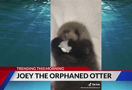 Image result for Joey Baby Sea Otter