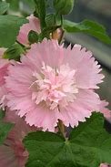 Bildergebnis für Alcea rosea pink shades