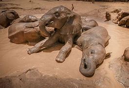 Image result for Elephant Mud