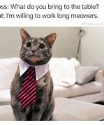 Image result for Funny Cat Meme Work
