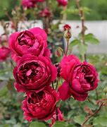 Image result for Autumn Rouge Rose
