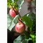 Image result for Apple Tree in Pot