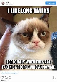 Image result for Best Grumpy Cat Memes