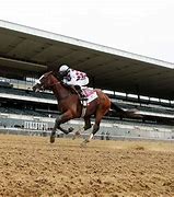 Image result for Belmont Horse Race
