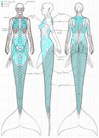 Image result for Mermaid Anatomy