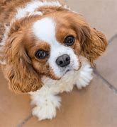 Image result for Cavalier King Charles Spaniel Growth Chart