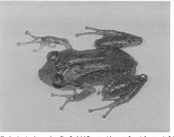 Image result for New Frog Discovered