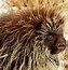 Image result for Images of Porcupine