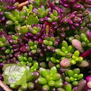 Image result for Portulaca gilliesii