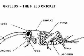 Image result for Cricket Insect Anatomy
