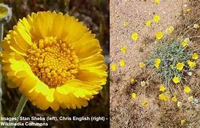 Image result for Nevada Desert Plants