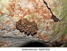 Image result for Bat Hanging Upside Down in Cave