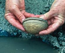 Image result for Freshwater Burrowing Clam