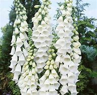 Image result for Digitalis purpurea alba