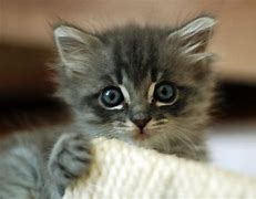 Image result for Toys for Kittens