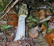 Image result for acantoc�falo