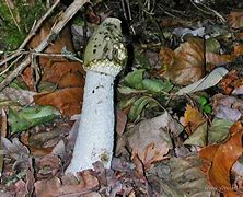 Image result for axantoc�falo