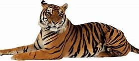 Image result for Tiger SVG