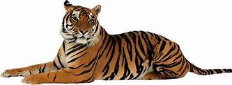 Image result for World Largest Tiger