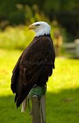 Image result for Images of Bald Eagle Heads