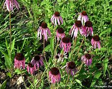 Image result for Echinacea simulata