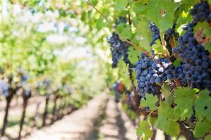 Image result for Red Wine Grapes On Vine