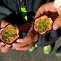 Image result for Passion Vine Fruit Edible