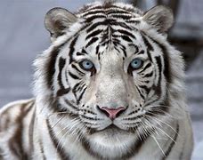 Image result for White Tiger Desktop Wallpaper